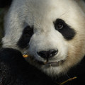 Zvedavosť Japoncov: Jedna malá panda prinesie krajine vychádzajúceho slnka asi 220 miliónov eur Zvedavosť Japoncov: Jedna malá panda prinesie krajine vychádzajúceho slnka asi 220 miliónov eur