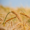Komoditn� burzy sa op� vystra�ili: Pre�o je ukrajinsk� v�voz agrokomod�t pre glob�lne trhy tak� d�le�it�?