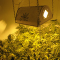 Marihuana rozh�bala v americkom Colorade realitn� biznis