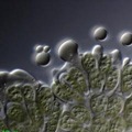 STU vyv�ja unik�tne technol�gie na regener�ciu pou�it�ch olejov