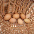 Tmav� ��tko nie je znakom kvality vaj��ka