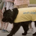 Dovolenka bez wifi je nepredstavite�n�, potrebujete stopovacieho psa