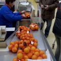 Leto bez d��su: E� vraj chce zak�za� dovoz citrusov z ju�nej Afriky