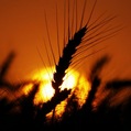 Svetov� ceny potrav�n v septembri vzr�stli na 10-ro�n� maximum