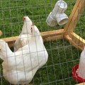V boji proti vt��ej chr�pke kvitne biznis s pren�jmom sliepok