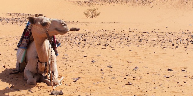 Dvadsa� kraj�n, ktor� si m��e firma Apple �mahom ruky k�pi�