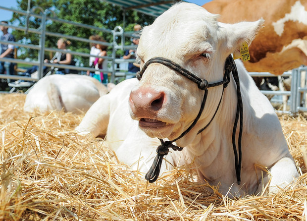 Hov�dzie z E� u� do Ruska nesmie, vraj je pln� jedov