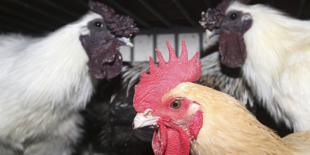 Tmav� ��tko nie je znakom kvality vaj��ka